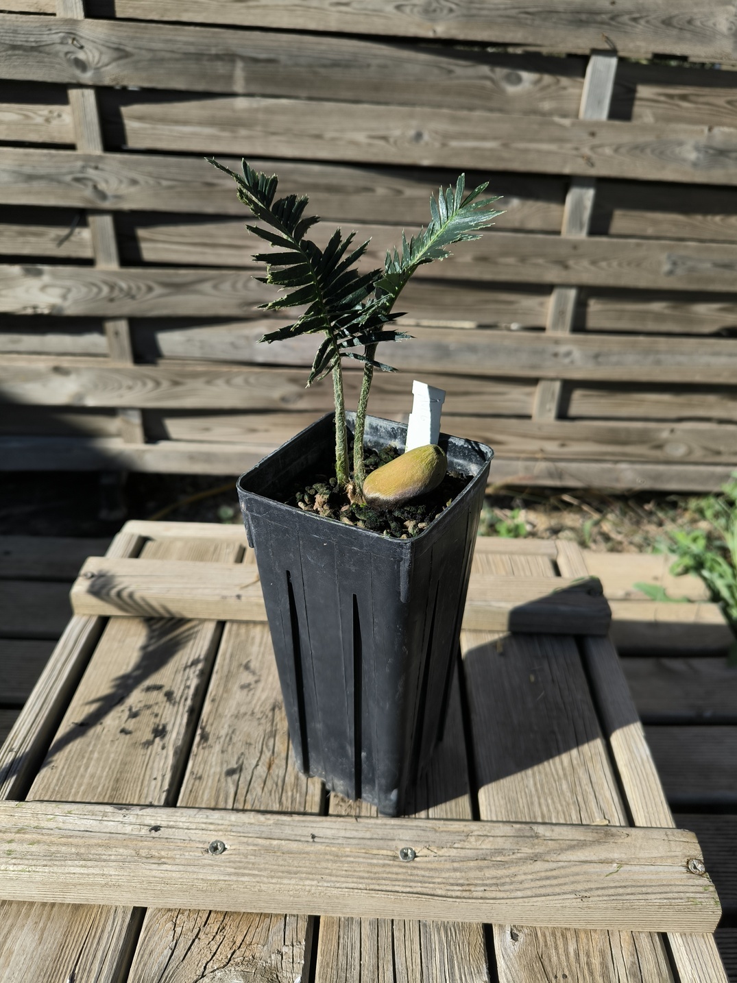 Dioon argenteum MUTANT – Image 3