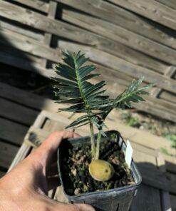 Dioon argenteum MUTANT