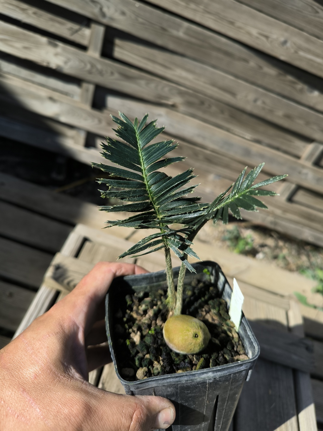 Dioon argenteum MUTANT