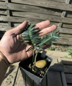 Alternative view of Dioon argenteum MUTANT