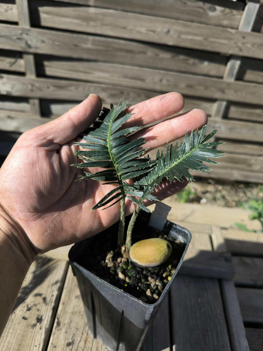 Dioon argenteum MUTANT – Image 2