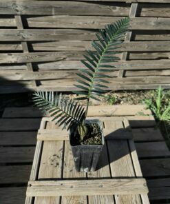 Alternative view of Dioon argenteum