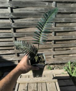 Dioon argenteum