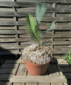 Dioon edule "Palma Sola"