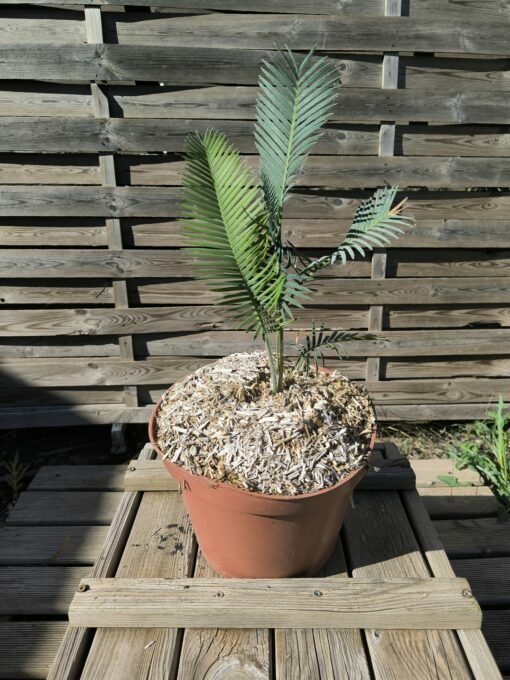 Dioon edule "Palma Sola"