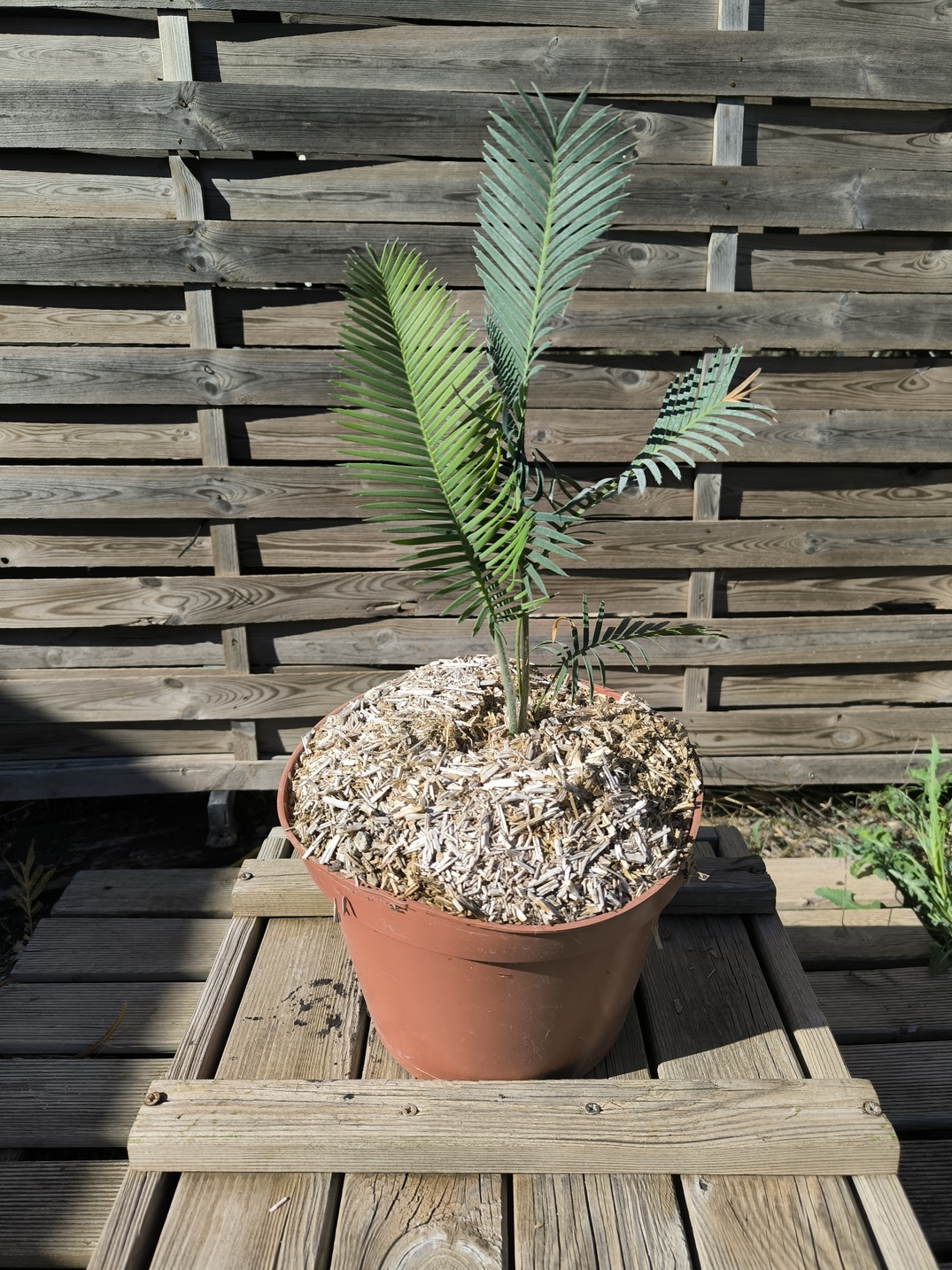 Dioon edule "Palma Sola"