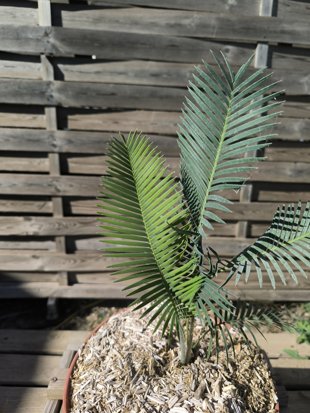 Dioon edule "Palma Sola" – Image 3