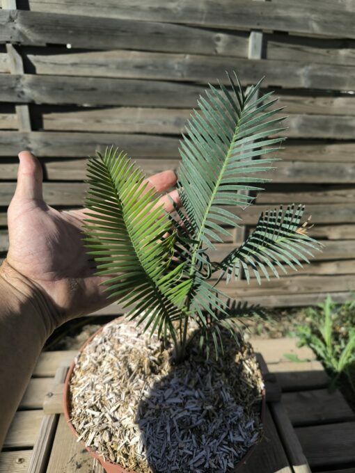 Dioon edule "Palma Sola" – Image 4