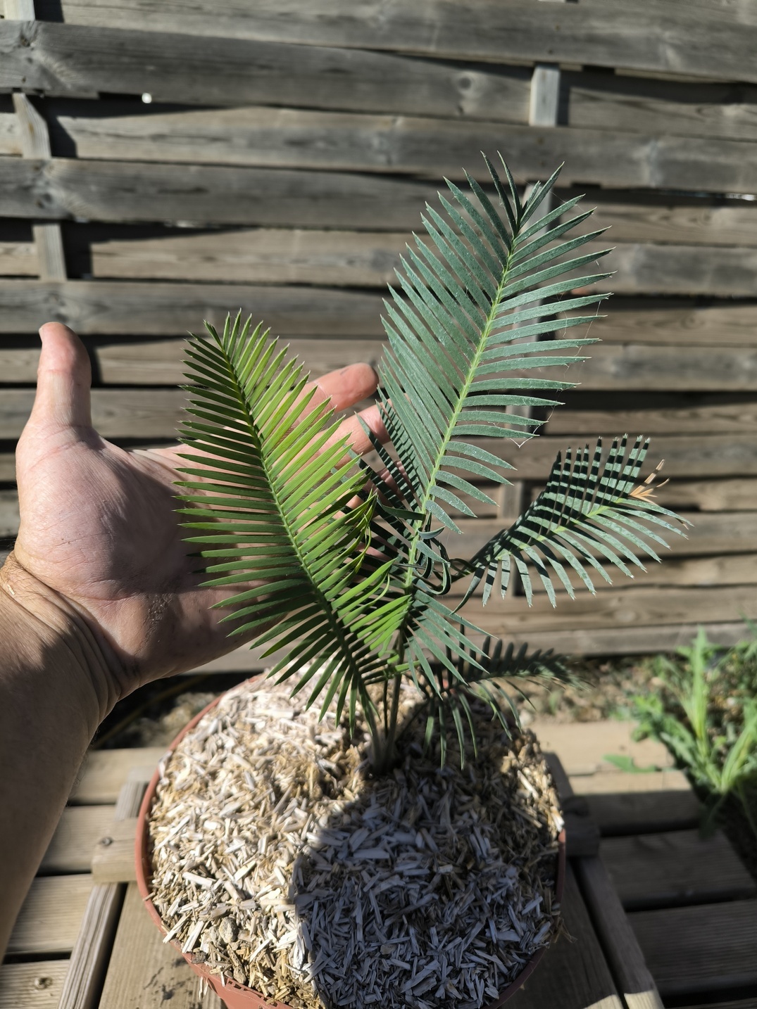 Dioon edule "Palma Sola" – Image 4