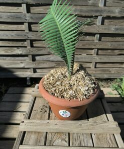 Alternative view of Dioon mejiae 4cm