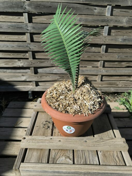 Dioon mejiae 4cm – Image 2
