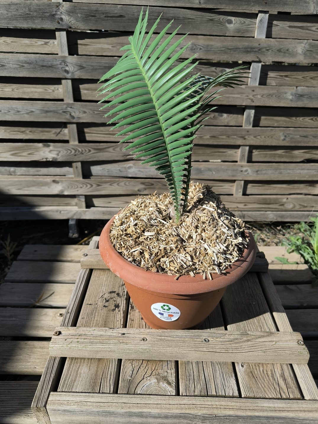 Dioon mejiae 4cm – Image 2