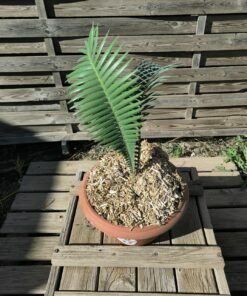 Dioon mejiae 4cm