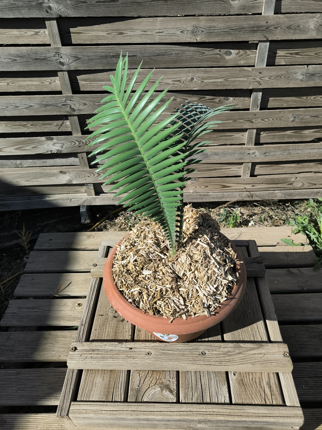 Dioon mejiae 4cm