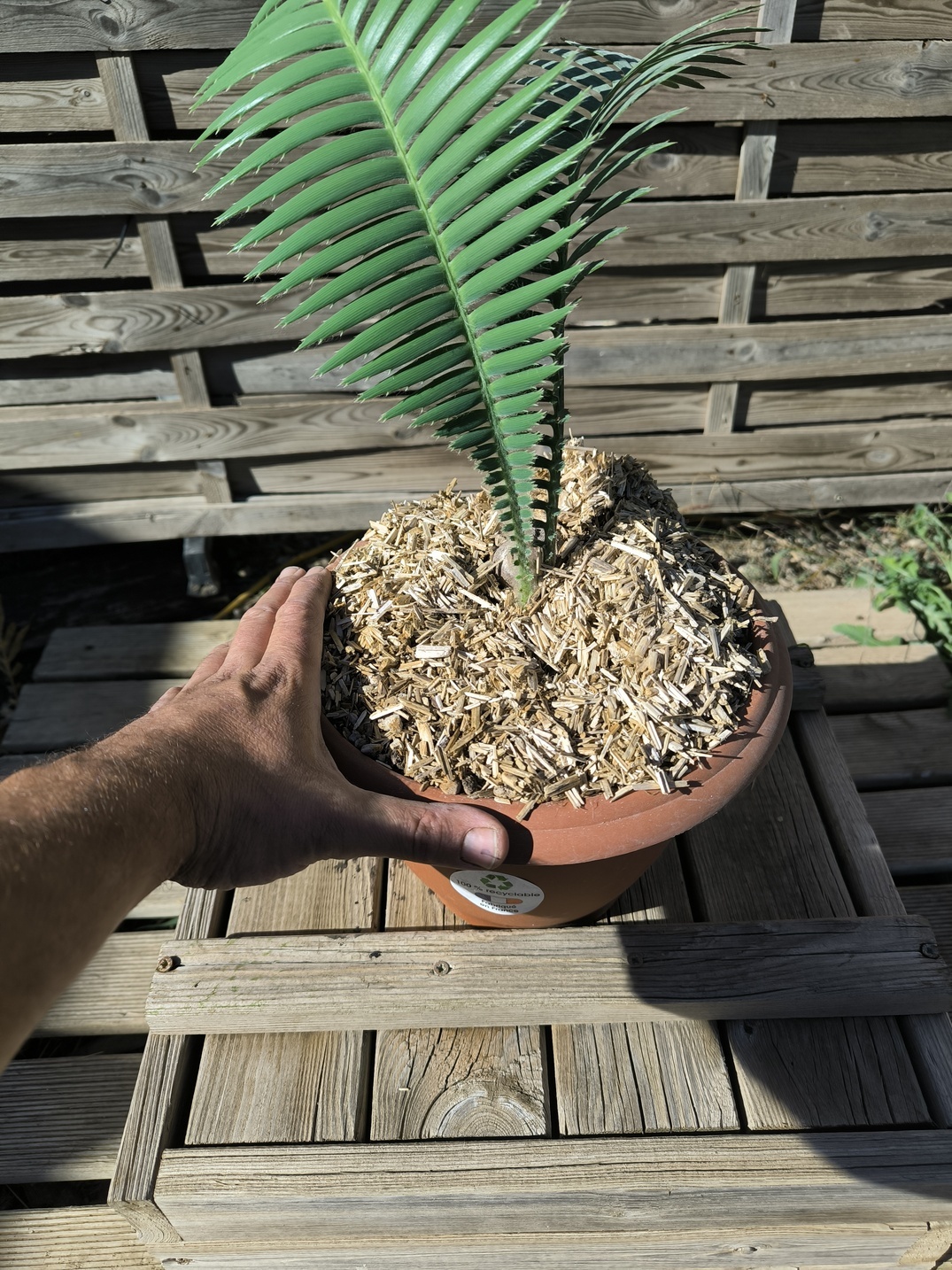 Dioon mejiae 4cm – Image 3