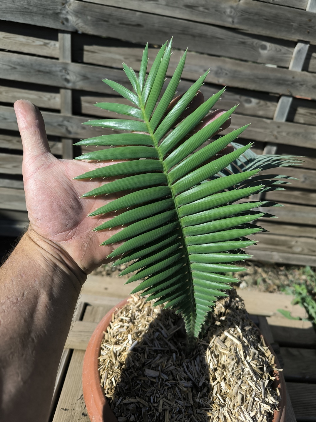 Dioon mejiae 4cm – Image 5