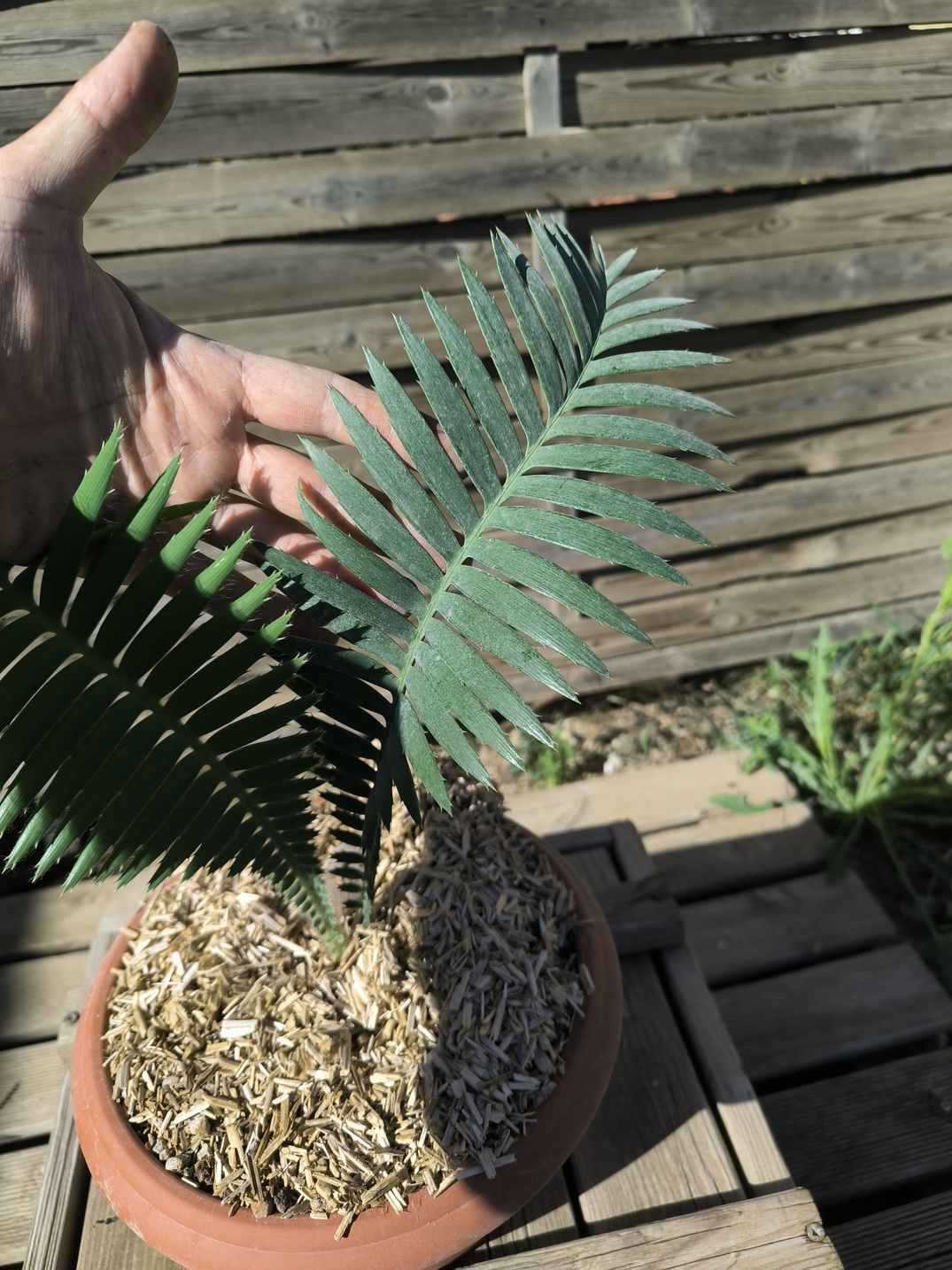 Dioon mejiae 4cm – Image 4