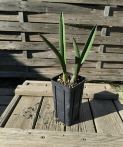 Eulophia petersii