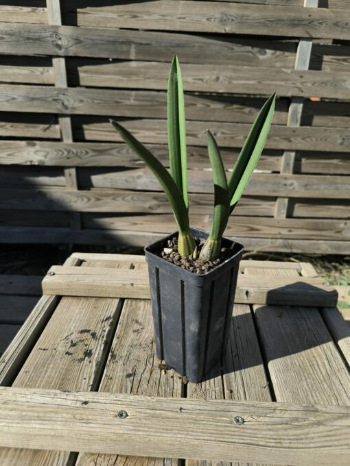 Eulophia petersii