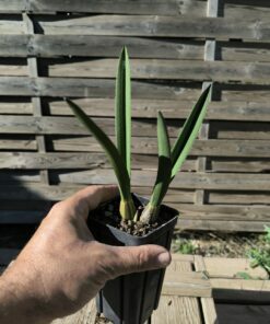 Alternative view of Eulophia petersii