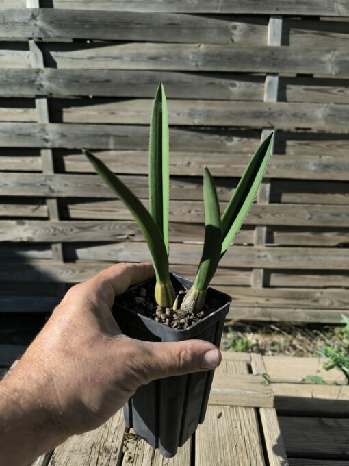 Eulophia petersii – Image 2