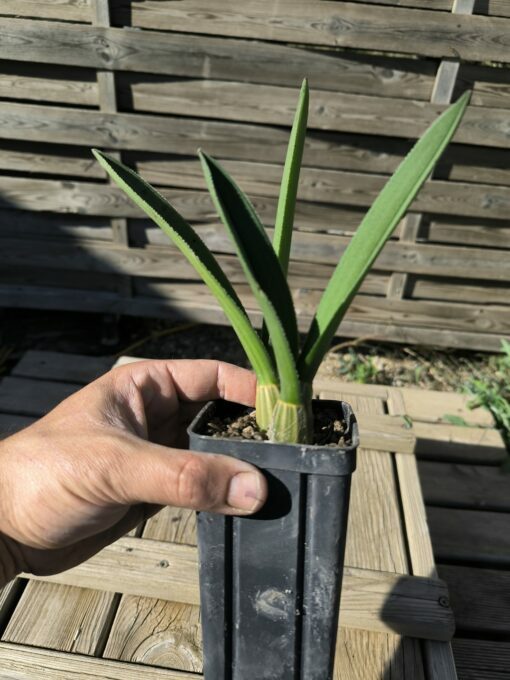 Eulophia petersii – Image 3