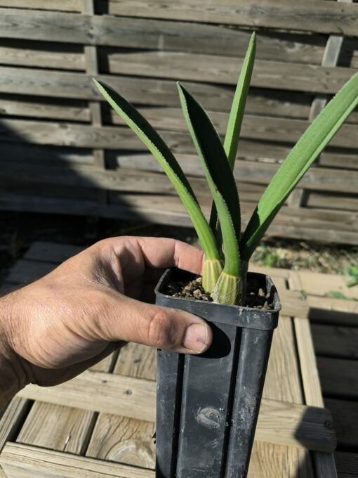 Eulophia petersii – Image 5