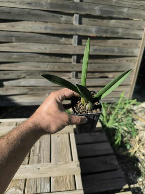 Eulophia petersii – Image 4
