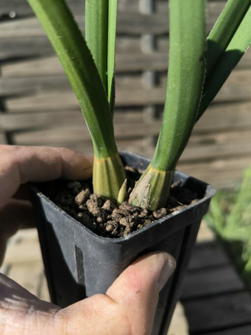 Eulophia petersii – Image 6