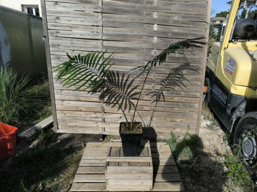 Lepidozamia hopei 5-6cm caudex – Image 3