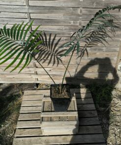 Lepidozamia hopei 5-6cm caudex