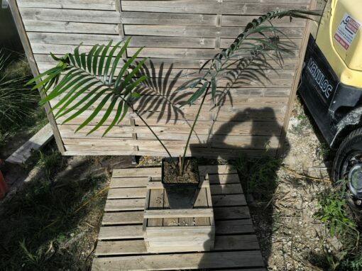 Lepidozamia hopei 5-6cm caudex
