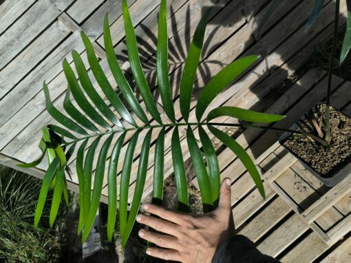 Lepidozamia hopei 5-6cm caudex – Image 4