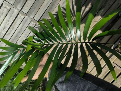 Lepidozamia hopei 5-6cm caudex – Image 5