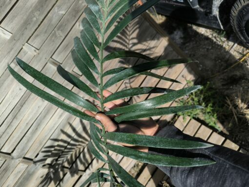 Lepidozamia hopei 5-6cm caudex – Image 7