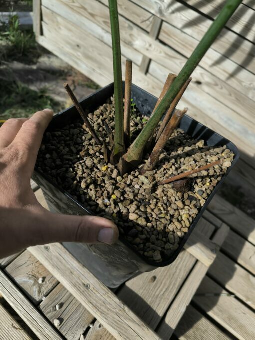 Lepidozamia hopei 5-6cm caudex – Image 6