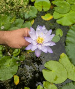 Nymphaea gigantea