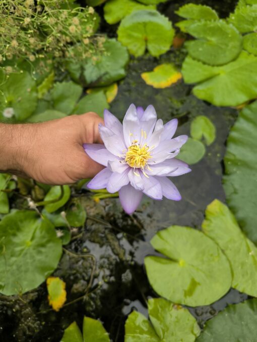 Nymphaea gigantea