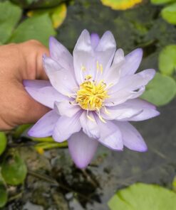 Nymphaea gigantea