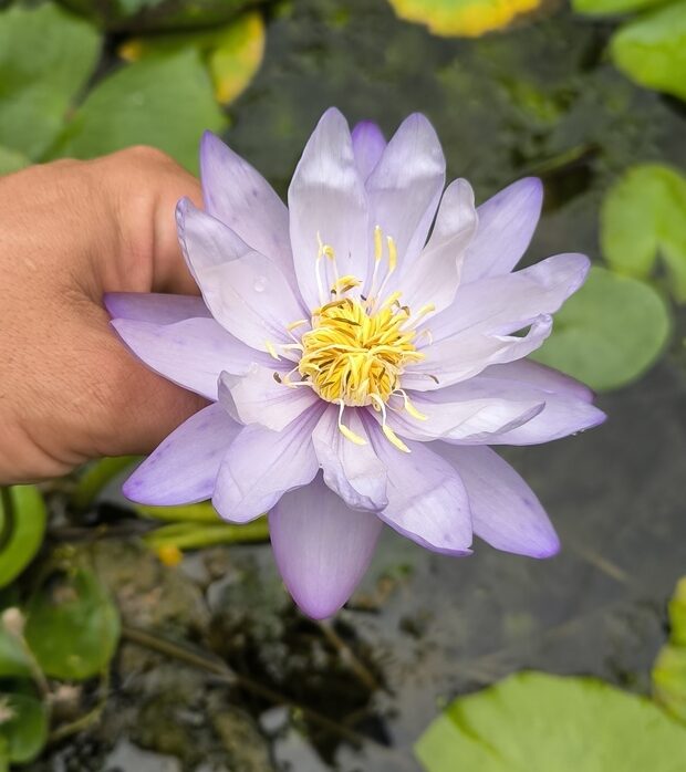 Nymphaea gigantea