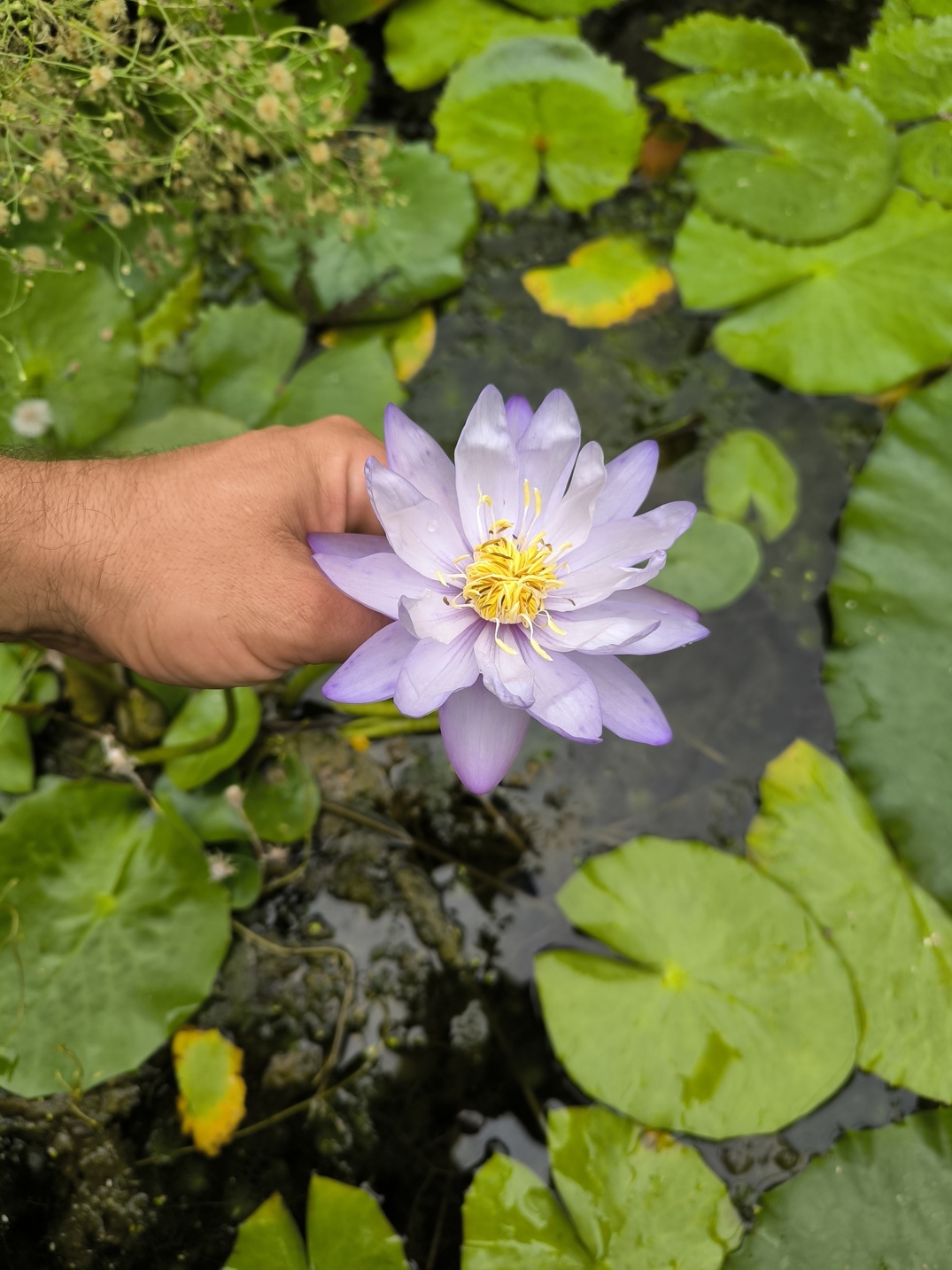 Nymphaea gigantea