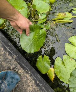 Alternative view of Nymphaea gigantea