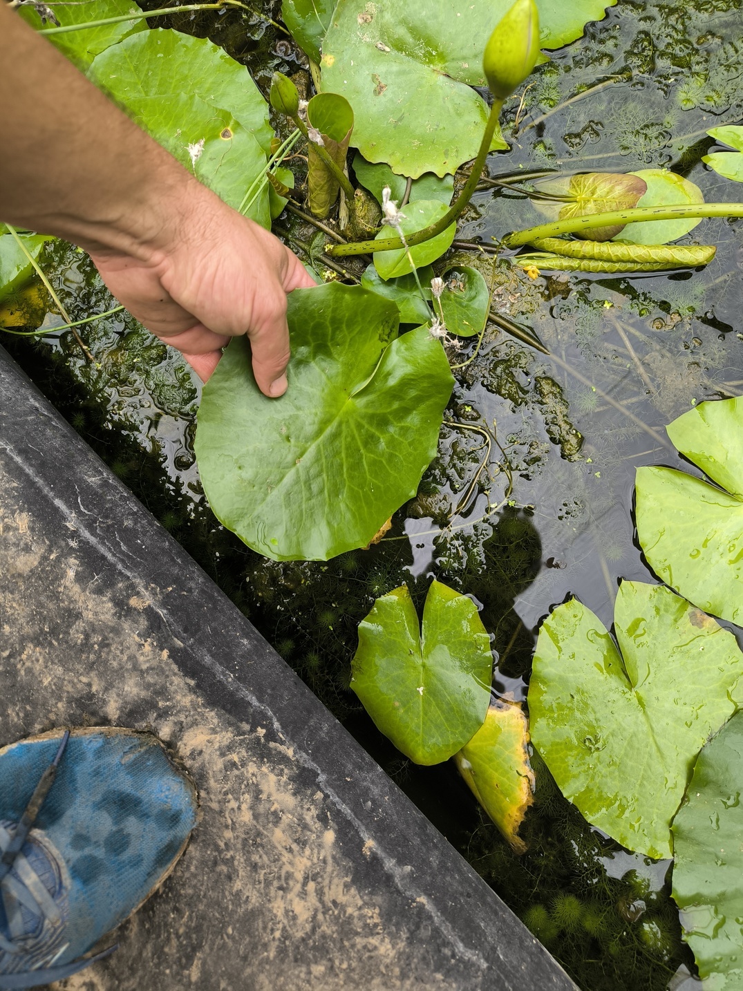 Nymphaea gigantea – Image 2