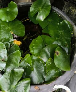 Alternative view of Nymphaea prolifera