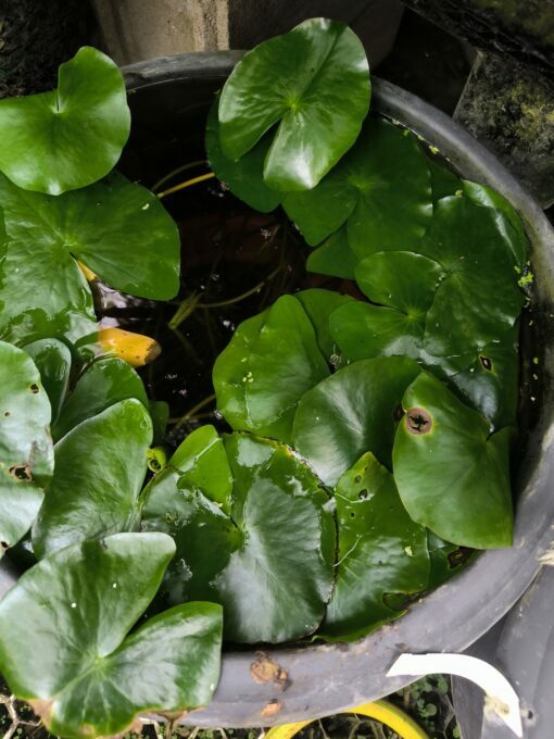 Nymphaea prolifera – Image 2
