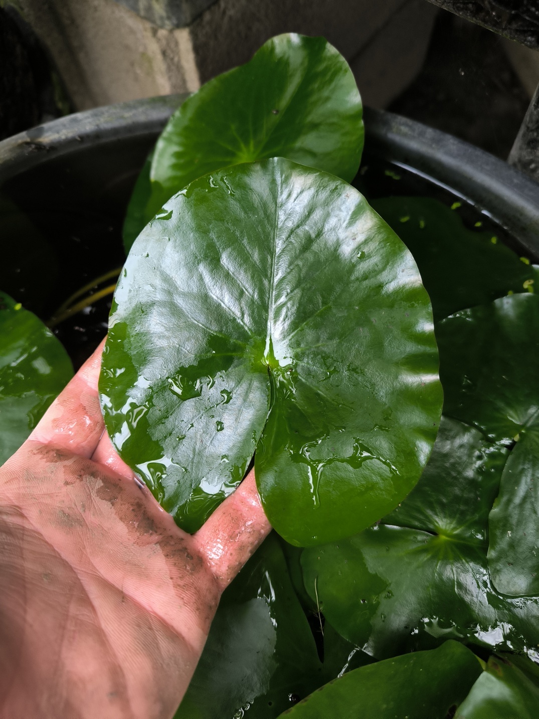 Nymphaea prolifera – Image 3