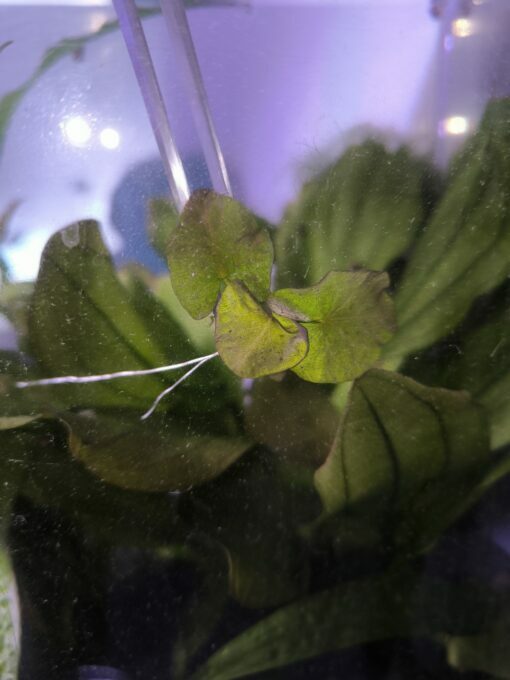 Nymphaea prolifera – Image 4