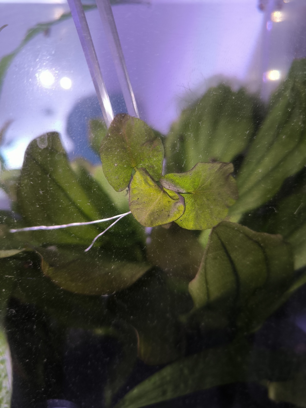 Nymphaea prolifera – Image 4