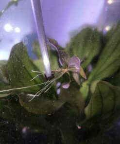 Nymphaea prolifera