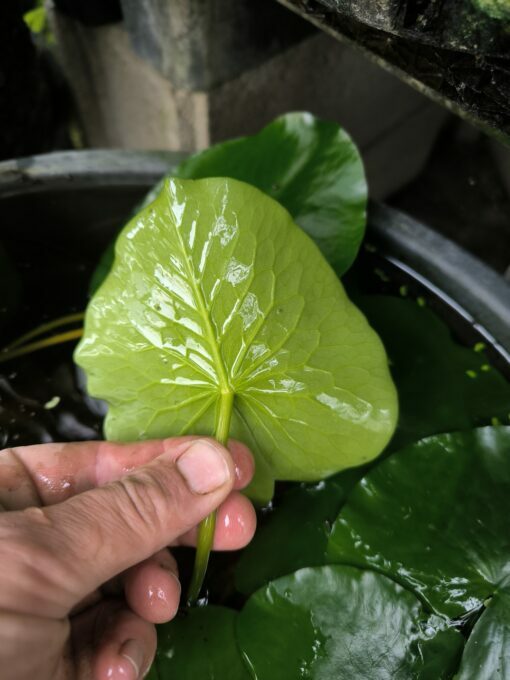 Nymphaea prolifera – Image 5